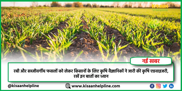 रबी और सब्जीवर्गीय फसलों को लेकर किसानों के लिए कृषि वैज्ञानिकों ने जारी की कृषि एडवाइजरी, रखें इन बातों का ध्यान